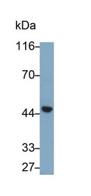 Western Blot; Sample: Recombinant protein.