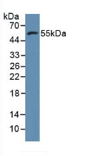 Western Blot; Sample: Human MCF7 Cells.