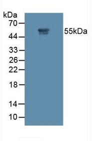 Western Blot; Sample: Human Placenta Tissue.