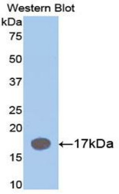 Western Blot; Sample: Recombinant protein.
