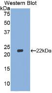 Western Blot;Sample: Recombinant IFNb, Gallus.