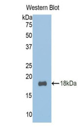 Western Blot; Sample: Recombinant protein.
