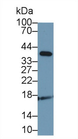 Western Blot; Sample: Canine Cerebrum lysate; Primary Ab: 1µg/ml Rabbit Anti-Canine ADM Antibody Second Ab: 0.2µg/mL HRP-Linked Caprine Anti-Rabbit IgG Polyclonal Antibody