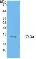 Western Blot; Sample: Recombinant TGFb2, Human.