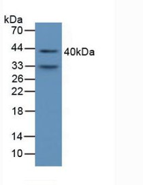Western Blot; Sample: Mouse Serum.