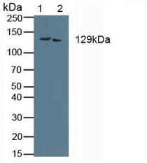 Western Blot; Sample: Lane1: Mouse Kidney Tissue; Lane2: Mouse Placenta Tissue.