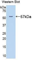 Western Blot; Sample: Recombinant protein.