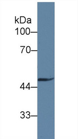 Western Blot; Sample: Rat Heart lysate; ;Primary Ab: 1µg/ml Rabbit Anti-Human GAS6 Antibody;Second Ab: 0.2µg/mL HRP-Linked Caprine Anti-Rabbit IgG Polyclonal Antibody;