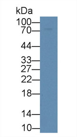 Western Blot; Sample: Rat Liver lysate; Primary Ab: 5µg/ml Rabbit Anti-Rat GLb Antibody Second Ab: 0.2µg/mL HRP-Linked Caprine Anti-Rabbit IgG Polyclonal Antibody
