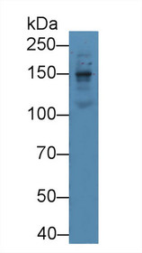 Western Blot; Sample: Mouse Serum; Primary Ab: 5µg/ml Rabbit Anti-Mouse LAMb1 Antibody Second Ab: 0.2µg/mL HRP-Linked Caprine Anti-Rabbit IgG Polyclonal Antibody