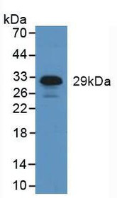 Western Blot; Sample: Human Leukocyte Cells.