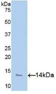 Western Blot; Sample: Recombinant PF4, Human.