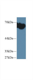 Western Blot; Sample: Mouse Blood Cells lysate; Primary Ab: 1µg/ml Rabbit Anti-Mouse aFP Antibody Second Ab: 0.2µg/mL HRP-Linked Caprine Anti-Rabbit IgG Polyclonal Antibody