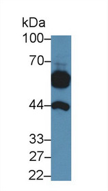 Western Blot; Sample: Canine Cerebrum lysate; Primary Ab: 5µg/ml Rabbit Anti-Canine aFP Antibody Second Ab: 0.2µg/mL HRP-Linked Caprine Anti-Rabbit IgG Polyclonal Antibody