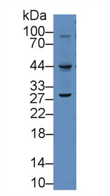 Western Blot; Sample: Mouse raw264.7 cell lysate; Primary Ab: 2µg/mL Rabbit Anti-Human VEGFC Antibody Second Ab: 0.2µg/mL HRP-Linked Caprine Anti-Rabbit IgG Polyclonal Antibody