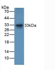 Western Blot; Sample: Human MCF7 Cells.