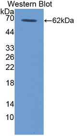 Western Blot; Sample: Recombinant TPO, Human.