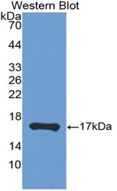 Western Blot; Sample: Recombinant protein.