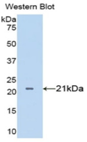 Western Blot; Sample: Recombinant protein.
