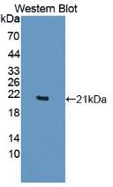 Figure 1. Western Blot; Sample: Recombinant TNFa, Human.