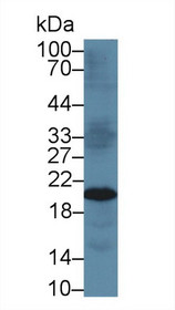 Western Blot; Sample: Mouse Kidney lysate; Primary Ab: 5µg/ml Rabbit Anti-Human TIMP3 Antibody Second Ab: 0.2µg/mL HRP-Linked Caprine Anti-Rabbit IgG Polyclonal Antibody