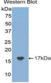 Western Blot; Sample: Recombinant protein.