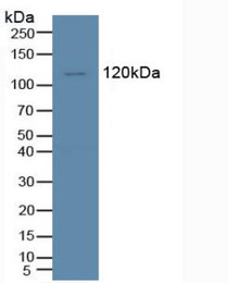 Western Blot; Sample: Human K562 Cells.