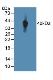 Western Blot; Sample: Human MCF7 Cells.
