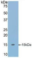 Western Blot; Sample: Recombinant TGFb1, Human.