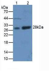 Western Blot; Sample. Lane1: Mouse Kidney Tissue; Lane2: Mouse Lung Tissue.