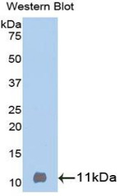 Western Blot; Sample: Recombinant protein.