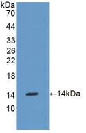 Western Blot; Sample: Recombinant OSM, Mouse.