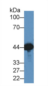 Western Blot; Sample: Mouse Brain lysate; ;Primary Ab: 2µg/ml Rabbit Anti-Canine CKM Antibody;Second Ab: 0.2µg/mL HRP-Linked Caprine Anti-Rabbit IgG Polyclonal Antibody;