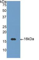Western Blot; Sample: Recombinant NT3, Human.