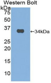 Western Blot; Sample: Recombinant protein.
