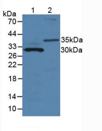 Western Blot; Sample: Lane1: Mouse Pancreas Tissue; Lane2: Human Urine.