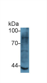 Western Blot; Sample: Rat Skeletal muscle lysate; Primary Ab: 5µg/ml Rabbit Anti-Human MMP3 Antibody Second Ab: 0.2µg/mL HRP-Linked Caprine Anti-Rabbit IgG Polyclonal Antibody