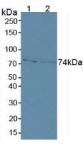 Western Blot; Sample: Lane1: Human MCF7 Cells; Lane2: Human A431 Cells.