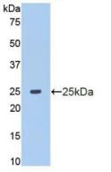 Western Blot; Sample: Recombinant MMP13, Human.