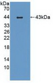 Western Blot; Sample: Recombinant MIP3b, Mouse.