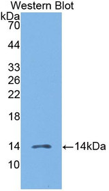 Western Blot; Sample: Recombinant protein.