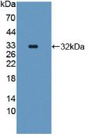 Western Blot; Sample: Recombinant CASP11, Human.