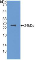 Western Blot; Sample: Recombinant MCSF, Mouse.