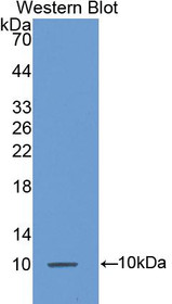 Western Blot; Sample: Recombinant MCP3, Mouse.