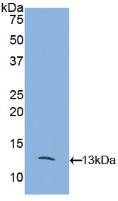 Western Blot; Sample: Recombinant MCP2, Mouse.