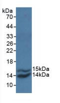 Western Blot; Sample: Recombinant MCP1, Simian.