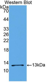 Western Blot; Sample: Recombinant MCP1, Mouse.