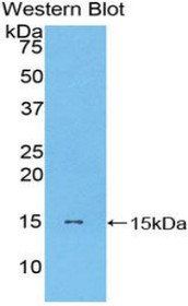 Western Blot; Sample: Recombinant protein.