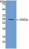 Western Blot; Sample: Recombinant IL6, Canine.