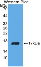 Western Blot; Sample: Recombinant protein.
